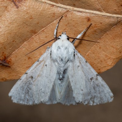 Acronicta leporina (šípověnka vrbová), PP Na cvičišti