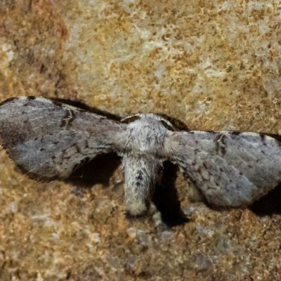 Ocinara albicollis (-), TH, Phanom