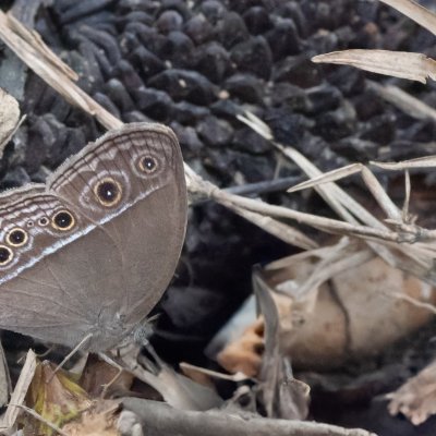 Mycalesis sp., TH, Khao Sok