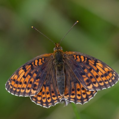 Brenthis hecate (perleťovec dvouřadý), NPR Čertoryje