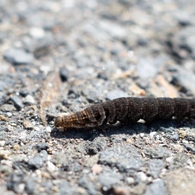 Deilephila porcellus (lišaj kyprejový), Daremní