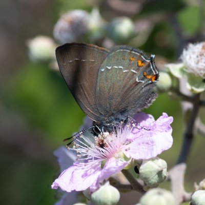 Satyrium ilicis (ostruháček česvinový), GR, Makrades, Korfu