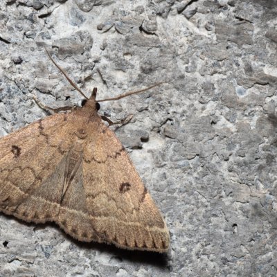 Zanclognatha zelleralis (žlutavka Zellerova), HR, Krasno