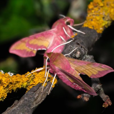 Deilephila porcellus (lišaj kyprejový), NPP Pouzdřanská step - Kolby