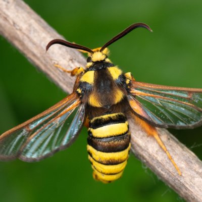 Sesia apiformis (nesytka sršňová), PR Černovický hájek