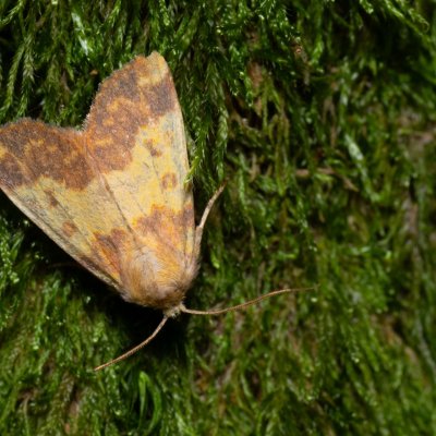 Tiliacea aurago (zlatokřídlec bukový), Žebětín