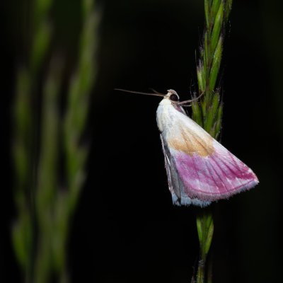 Eublemma purpurina (drobnička pcháčová), Urbanův kopec, Ostopovice