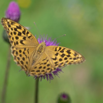 Argynnis paphia (perleťovec stříbropásek), PR Rakovecké stráně a údolí bledulí