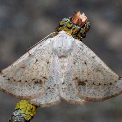 Dyscia conspersaria (světlokřídlec šalvějový), PR Turold