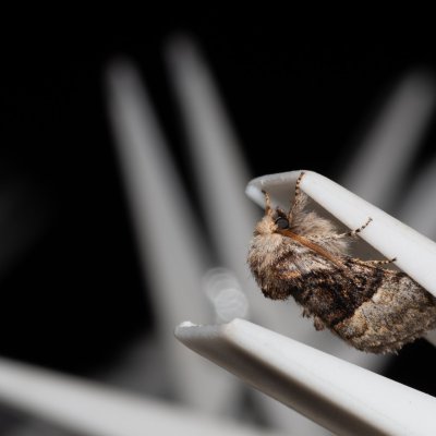 Colocasia coryli (běloskvrnka lísková), PR Kamenný vrch