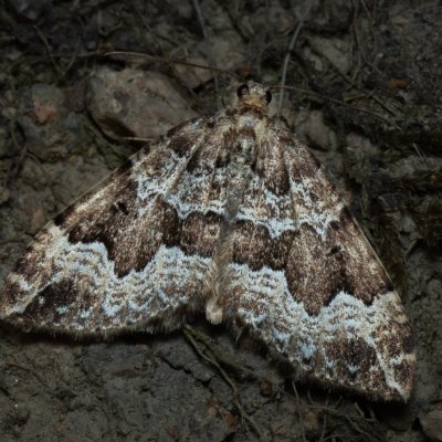 Lampropteryx suffumata (píďalka zakouřená), Žebětín