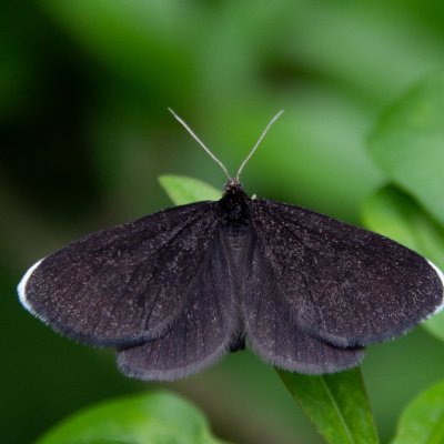 Odezia atrata (černokřídlec smuteční), SK, Súľov-Hradná