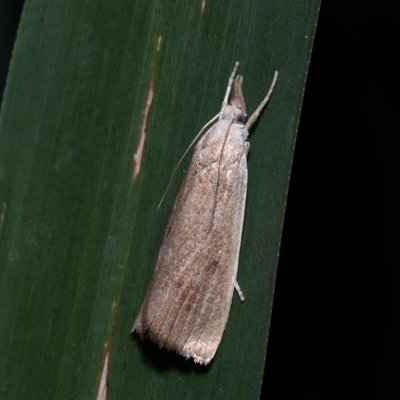 Calamotropha paludella (travařík bělavý), Hrabětice