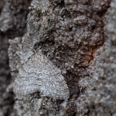 Trichopteryx carpinata (šedokřídlec habrový), Podkomorské lesy