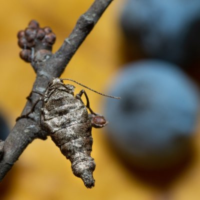 Agriopis bajaria (tmavoskvrnáč třešňový), PR Kamenný vrch