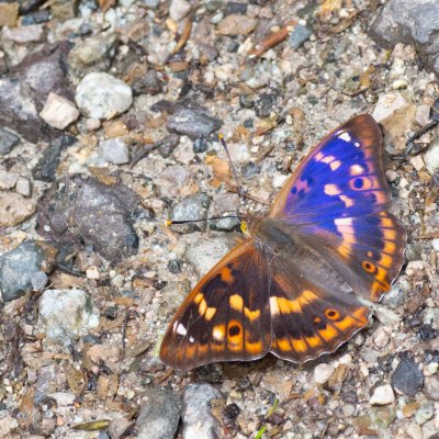 Apatura ilia (batolec červený), SK, Štôla