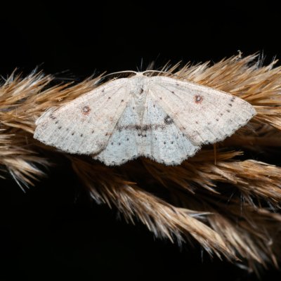 Cyclophora albipunctata (očkovec olšový), Henčov