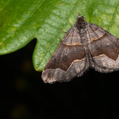 Scotopteryx moeniata (vlnočárník janovcový), PP Černice