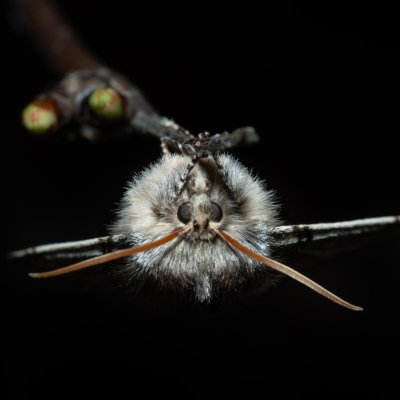 Achlya flavicornis (můřice jarní), Hády - odkaliště