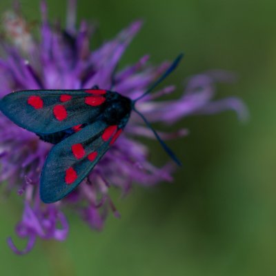 vřetenuška, NPP Švařec