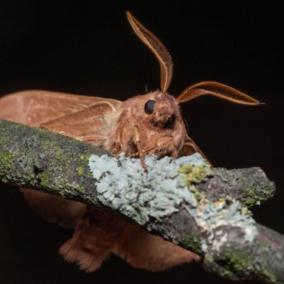 Lasiocampa trifolii (bourovec jetelový), PP Na cvičišti