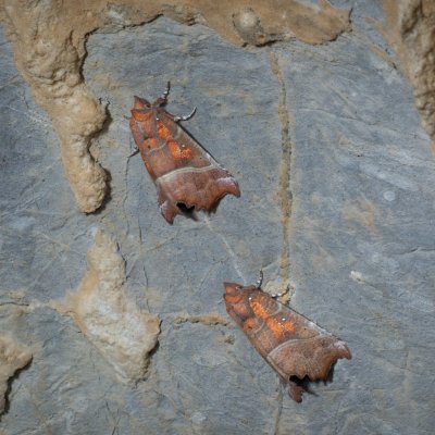 Scoliopteryx libatrix (sklepnice obecná), jeskyně Jáchymka