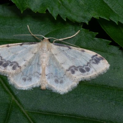 Idaea trigeminata (žlutokřídlec žloutkový), Žebětín
