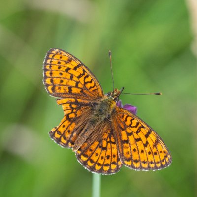 Brenthis hecate (perleťovec dvouřadý), NPR Čertoryje