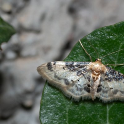 Idaea filicata (žlutokřídlec černoskvrnný), HR, Jablanac