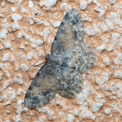 Charissa variegata (-), IT, Kuens, Jižní Tyrolsko