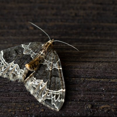 Ecliptopera silaceata (píďalka hnědohlavá), SK, Štôla