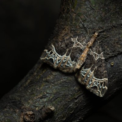 Ecliptopera silaceata (píďalka hnědohlavá), Podkomorské lesy, Kopeček