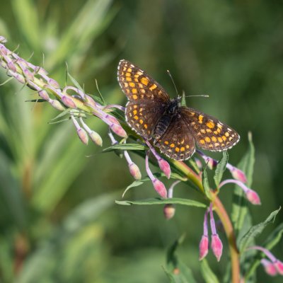 Melitaea athalia (hnědásek jitrocelový), SK, Jamrichovo rázcestie, Tatry