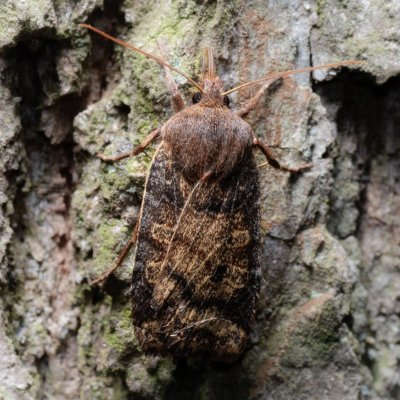 Conistra vaccinii (zimovnice brusnicová), Kamenný vrch