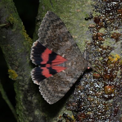 Catocala elocata (stužkonoska topolová), Bratčice