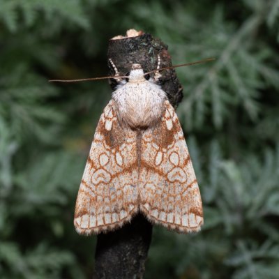 Dicycla oo (blýskavka dvouoká), NPP Pouzdřanská step - Kolby