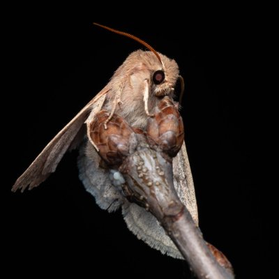 Orthosia miniosa (jarnice zardělá), Lanžhot