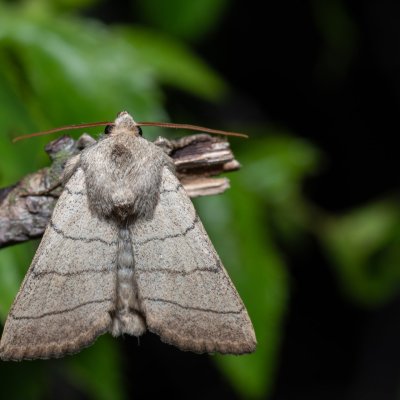 Charanyca trigrammica (šedavka trojčárná), PR Kamenný vrch