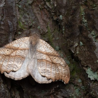 Falcaria lacertinaria (srpokřídlec březový), NPR Radostínské rašeliniště