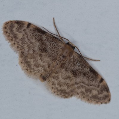 Idaea inquinata (žlutokřídlec senomilný), Lukovany