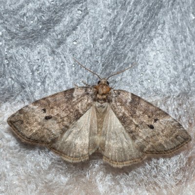 Ochropacha duplaris (můřice dvojtečná), SK, Štôla