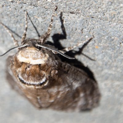 Cossus cossus (drvopleň obecný), Troubsko