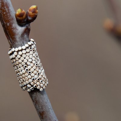 Eriogaster catax (bourovec trnkový), Hlohovec