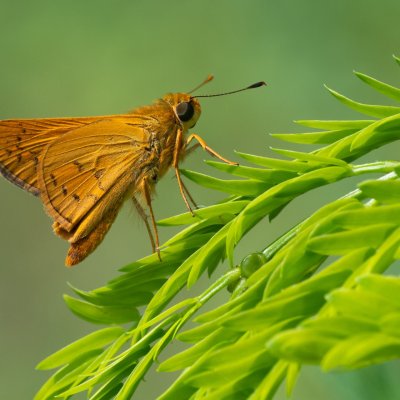 Cephrenes acalle (-), TH, Krabi