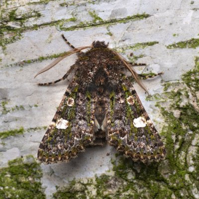 Valeria oleagina (pestroskvrnka březnová), Hádecká krasová plošina