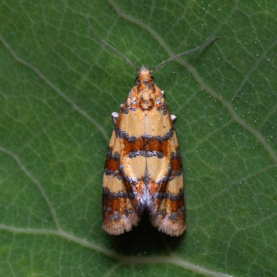 Aethes tesserana (obalečík jestřábníkový), Hády