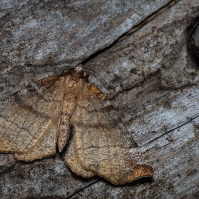 Selenia dentaria (zejkovec řešetlákový), Devět křížů