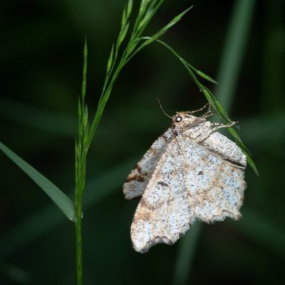 Macaria notata (kropenatec březový), Žebětín