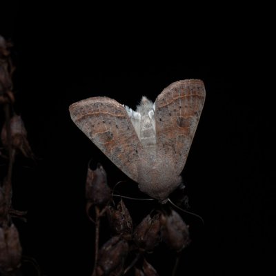 Orthosia gracilis (jarnice hladká), Helenčina studánka
