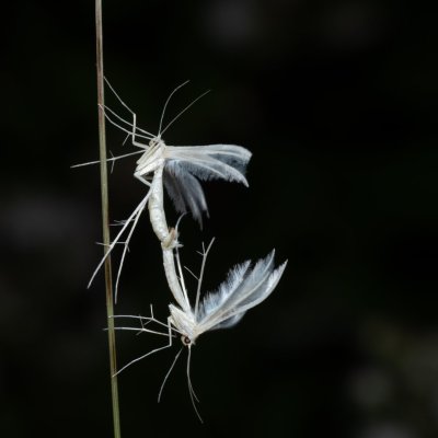 Pterophorus pentadactyla (pernatuška trnková), PP Černice